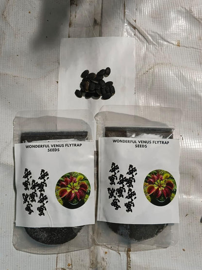 Wonderful Venus Flytrap Seeds (Pack of 2)